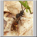 Nomada flava  - Wespenbiene w08.jpg